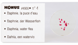 Купить Набор микропрепаратов Konus 10: «Потрясающий мир в капле воды»